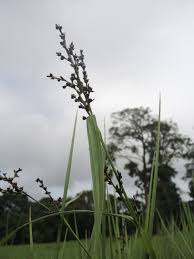 Image result for Scleria adpresso-hirta