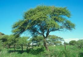 Image result for Acacia tortilis
