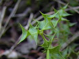 Image result for Crossopetalum