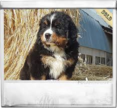 This list is updated regularly as puppies are reserved. Puppies For Sale Purebred Berners From The Mountains Sweetwater Farms Bernese Mountain Dogs