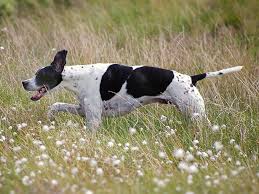 Pointer Dog Breed Information Pictures Characteristics