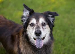 Cancer symptoms in dogs are dependent on the type of cancer. Hb1idkiesunsxm