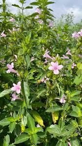 Image result for Asystasia mysorensis