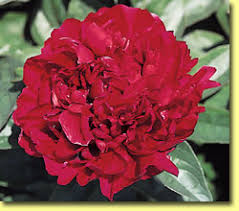 Maybe you would like to learn more about one of these? Peonies Contrary Mary S Plants And Designs