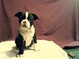 Box 7459, minneapolis, mn 55407. Boston Terrier Puppies For Sale Grand Rapids Mn 318766