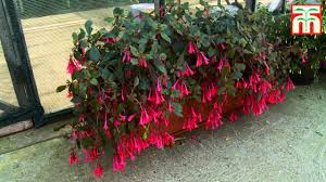 Planted hanging baskets and tubs are a speciality. How To Grow Fuchsias Thompson Morgan