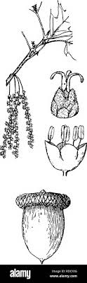 La Botanica Para Estudiantes De Agricultura La Botanica 476 Angiospermas Fig 418 Las Flores Y Frutos Del Roble Rojo Anteriormente Un Florecimiento Branchlet Teniendo Un Cluster De Estaminadas Amentos Ser