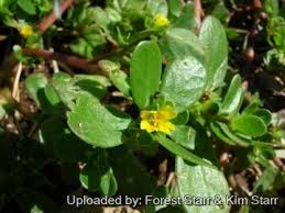 Image result for Portulaca centrali-africana
