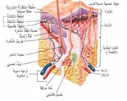 صورة الجلد