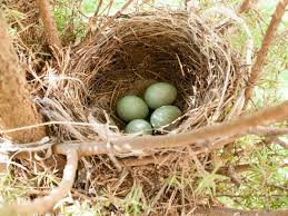 Image result for Flyte Blackbird Nest Box