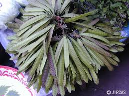 Image result for Leucas oligocephala