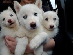 Official standard of the siberian husky general appearance: White Siberian Husky For Sale Off 77 Www Usushimd Com