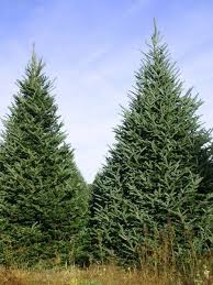 Choose early spring before spruces develop new growth. Buy Bare Root Fraser Fir Tree Transplants For Sale Online By Our Nursery Great For Growing Christmas Trees Blue Spruce Tree Fraser Fir Tree Transplanting