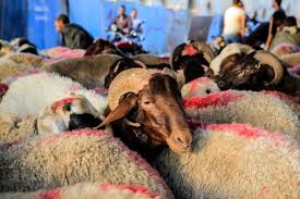 Perbedaan ketentuan pembagian daging akikah dan daging kurban. Menjelang Idul Adha Inilah 6 Perbedaan Kurban Dan Akikah