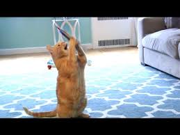 Free shipping* on most items! Da Bird From Go Cat Youtube