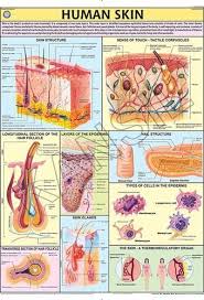 Human Skin For Human Physiology Chart