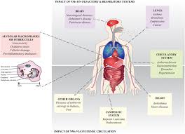 Inhaled Nanomaterials And The Respiratory Microbiome Clinical Immunological And Toxicological Perspectives Particle And Fibre Toxicology Full Text