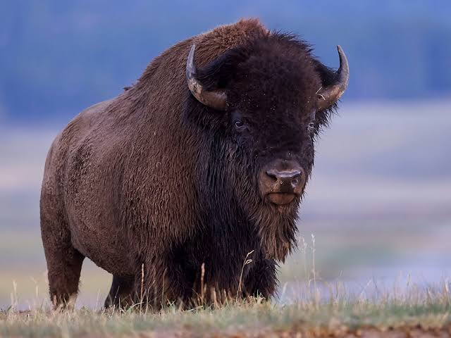 Yellowstone Bison Are A Single Breeding Population - Veterinary Medicine &  Biomedical Sciences