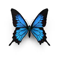 Papilio Ulysses Butterfly Object Pixelsquid Com S10550919e Blue Butterfly Tattoo Butterfly Painting Butterfly Watercolor
