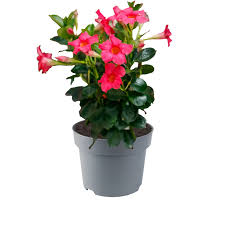 Image result for dipladenie sanderi obrázek