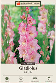Image result for Gladiolus hollandii