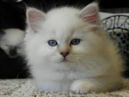 lions royale ragdolls ragdoll kittens available ragdoll kitten kittens kittens cutest