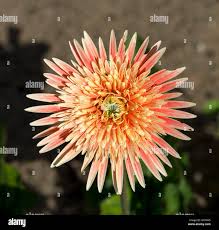 Image result for Gerbera jamesonii