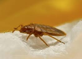 All exterminators carry specialised equipment, are insured, and can arrive for an emergency service within 2 hours. Pest Control London Pest Exterminator London Ontario London Pest