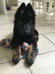 Get Great Tips Italianbeautysecrets Italian Beauty Secrets Beauty Great Italian Italianbeautysecrets Secret Shepherd Puppies Cute Animals Puppies