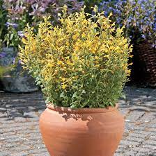 Euryops are perennial and a very. Black Gold Bedding Plants For Heat And Drought