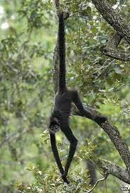 Spider Monkey Spider Monkey Monkey Habitat Animal Habitats