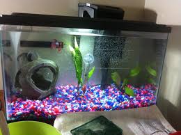Betta Fish Is Hiding My Aquarium Club