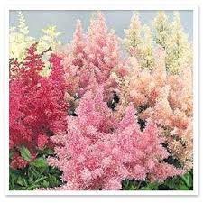Astilbe Showstar Mix Astilbe Flower Astilbe Arendsii Flower Seeds