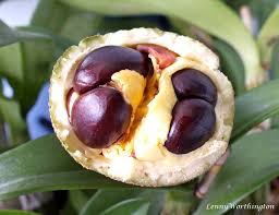 Image result for Manniella gustavi