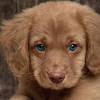 Quality stocky, blocky labradors retrievers with excellent temperaments. Https Encrypted Tbn0 Gstatic Com Images Q Tbn And9gct8x0rcsynlqglfnx9pak9zg0pqsv78f9ckuxe1lvmoig2sypm4 Usqp Cau