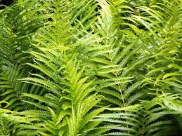 Image result for Cyclosorus interruptus