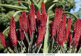 Image result for Aloe excelsa