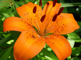 Tiger lily flowers perennial lilium lancifolium hemerocallis fulva. Tiger Lily Hd Wallpapers Free Download Wallpaperbetter