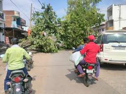 Tree fell on the road in Ghazipur | गाजीपुर में सड़क पर गिरा पेड़: आवागमन  हुआ प्रभावित, चिलचिलाती धूप में लोग परेशान - Ghazipur News | Dainik Bhaskar
