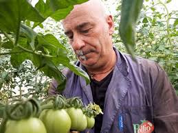Pomodoro di Sorrento in netta ripresa per la riapertura di strutture  alberghiere e della ristorazione