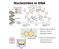 A phosphate, a deoxyribose, and a nitrogenous base. What Are The Three Parts Of A Nucleotide