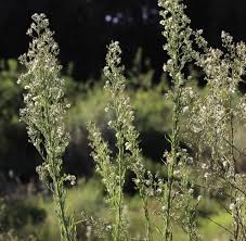 Image result for Erigeron sumatrensis