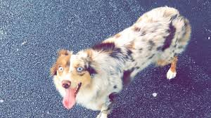 Indy lost pet alert logo. Petition Just Trying To Get My Missing Dog Back Change Org