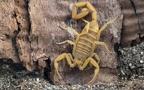 Pest control las vegas nevada in las vegas nv. Tips To Help Prevent Scorpions Pest Control Inc Las Vegas Nv