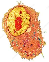 Maybe you would like to learn more about one of these? Animal Cell Tem Stock Image C030 0465 Science Photo Library