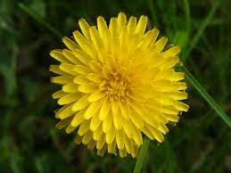 Dandelion Rustic Oracle Pretty Flowers Language Of Flowers Dandelion