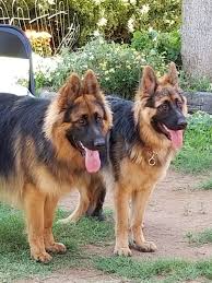 Black And Silver German Shepherd Puppies For Sale In Nc Pin By Rosetta Marcrum On Dogs Black German Shepherd Puppies Sable German Shepherd Miniature German Shepherd