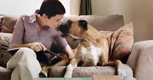 Petzx | a complete gabelli pet parents' fund mutual fund overview by marketwatch. Pet Insurance A Good Deal Or A Rip Off