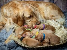 This Golden Retriever Who Had A Maternity Shoot Just Gave Birth To Her Puppies And We Can T Handle The Cuteness Golden Retriever Newborn Puppies Golden Retriever Puppy