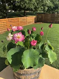 My Lotus In Its Second Year Of Growth Gardening Garden Diy Home Flowers Roses Nature Landscaping Hort Lotus Garden Small Water Gardens Tropical Garden